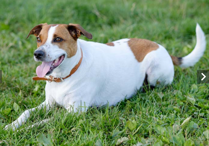 Danish-Swedish Farmdog Breed: A Loyal and Versatile Companion